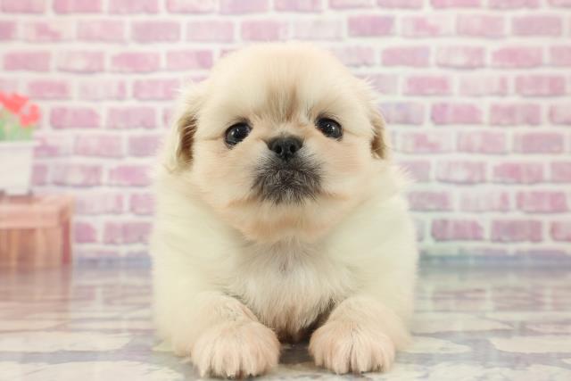 北海道のハーフ犬 (Coo&RIKU函館店/2023年9月5日生まれ/女の子/クリーム)の子犬