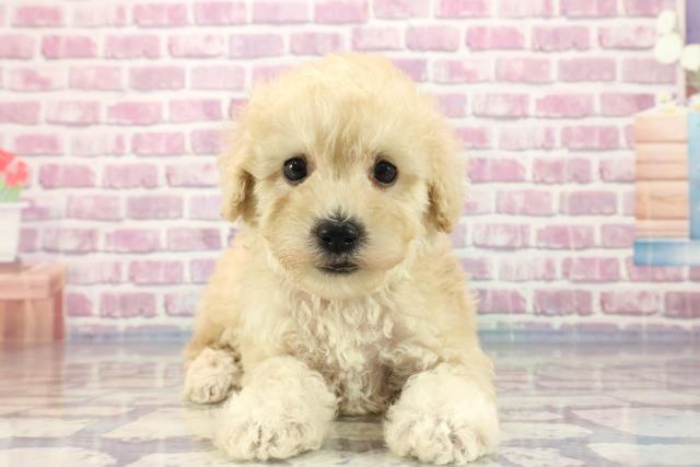 埼玉県のトイプードル (Coo&RIKU所沢店/2023年9月5日生まれ/女の子/クリーム)の子犬