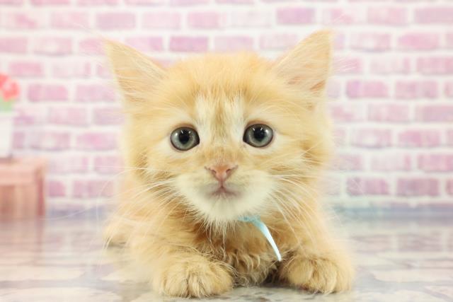 埼玉県のマンチカン (Coo&RIKU所沢店/2023年9月4日生まれ/男の子/レッドタビー)の子猫