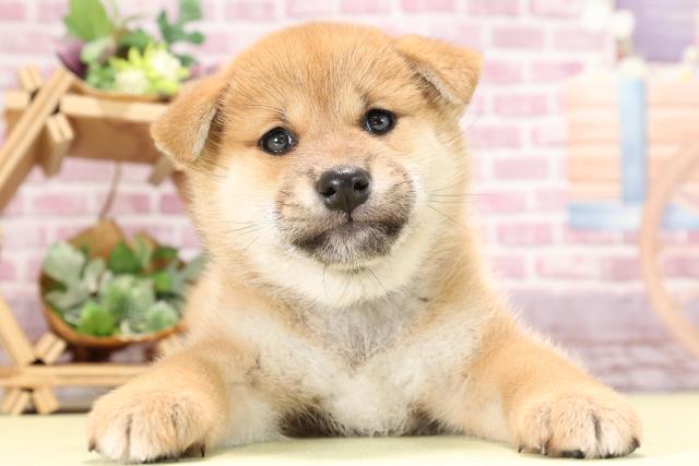 柴犬