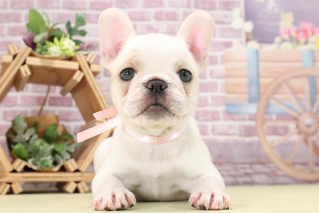 岐阜県のフレンチブルドッグ (Coo&RIKU各務原店/2023年9月3日生まれ/女の子/クリーム)の子犬