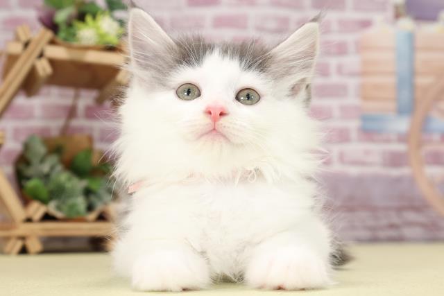 東京都のノルウェージャンフォレストキャット (Coo&RIKU大久保店/2023年9月4日生まれ/女の子/ブルーホワイト)の子猫