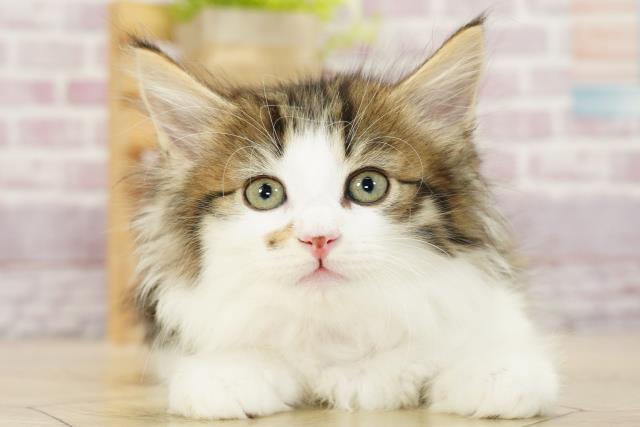 愛知県のノルウェージャンフォレストキャット (Coo&RIKU春日井店/2023年9月4日生まれ/女の子/ブラウンタビーホワイト)の子猫