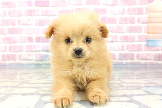 福島県のポメプー (Coo&RIKUいわき店/2023年8月31日生まれ/女の子/アプリコット)の子犬