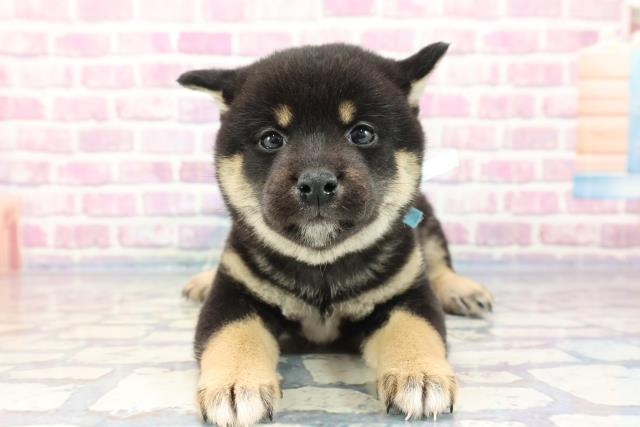 柴犬