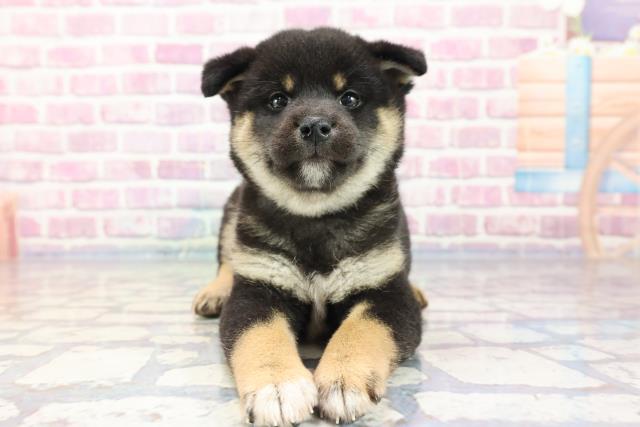 滋賀県の柴犬 (Coo&RIKU長浜店/2023年9月4日生まれ/男の子/ブラック(黒))の子犬