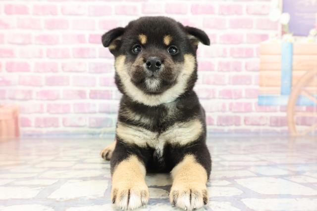 滋賀県の柴犬 (Coo&RIKUアヤハディオ水口店/2023年9月4日生まれ/男の子/ブラック(黒))の子犬