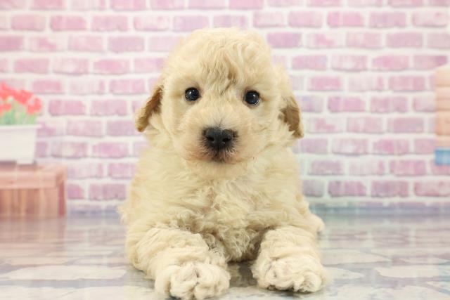 埼玉県のトイプードル (Coo&RIKUアニマルケアセンター大宮/2023年9月5日生まれ/男の子/クリーム)の子犬