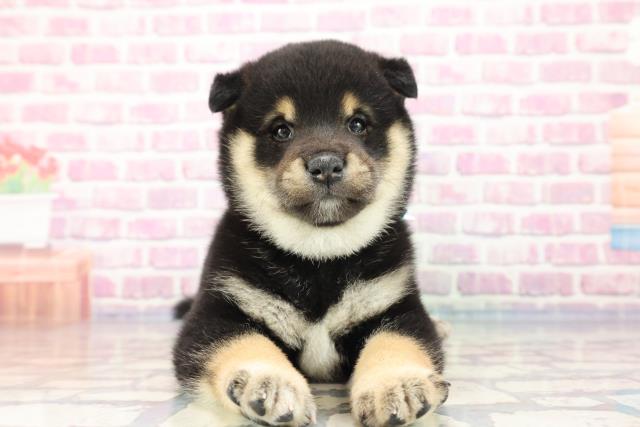 柴犬