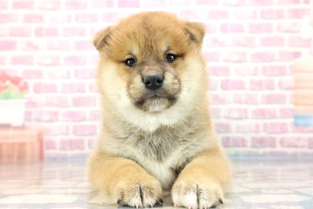 柴犬