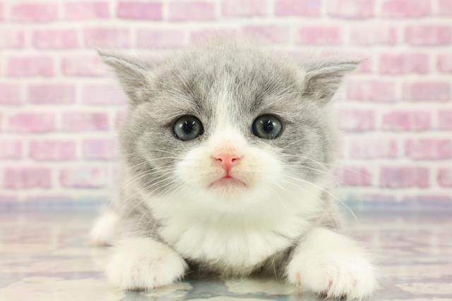 神奈川県のブリティッシュショートヘアー (Coo&RIKU横浜港南台店/2023年9月3日生まれ/男の子/ブルーホワイト)の子猫