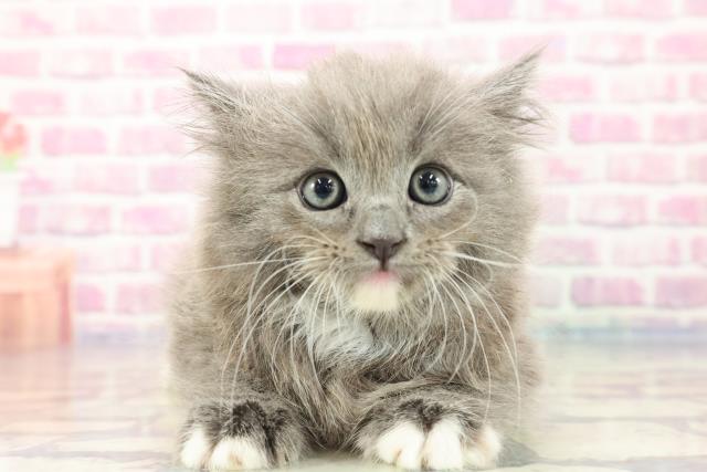 和歌山県のラガマフィン (Coo&RIKU和歌山店/2023年9月6日生まれ/男の子/ブルーホワイト)の子猫