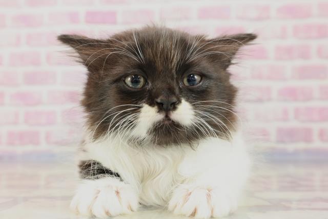 奈良県のラガマフィン (Coo&RIKU奈良新庄店/2023年9月5日生まれ/男の子/ブラックホワイト)の子猫