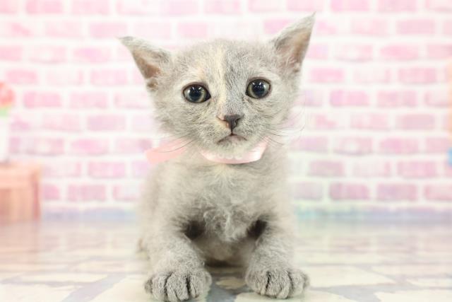 神奈川県のセルカークレックス (Coo&RIKU日吉店/2023年9月6日生まれ/女の子/ブルークリーム)の子猫