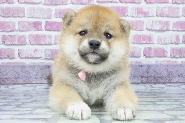 滋賀県の柴犬 (Coo&RIKUアヤハディオ水口店/2023年9月4日生まれ/女の子/レッド(赤))の子犬