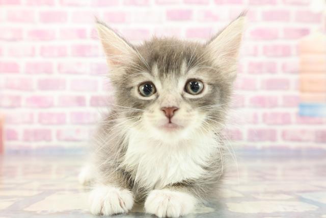 山形県のサイベリアン (Coo&RIKU山形店/2023年9月6日生まれ/女の子/ブルータビーホワイト)の子猫