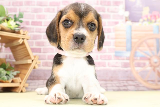 岐阜県のビーグル (Coo&RIKU岐南店/2023年9月3日生まれ/男の子/ブラックタンホワイト)の子犬