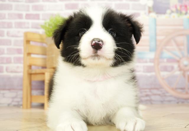 岐阜県のボーダーコリー (Coo&RIKU岐南店/2023年9月5日生まれ/女の子/ブラックホワイト)の子犬