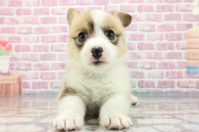栃木県のウェルシュコーギーペンブローク (Coo&RIKU足利店/2023年9月3日生まれ/女の子/レッドホワイト)の子犬