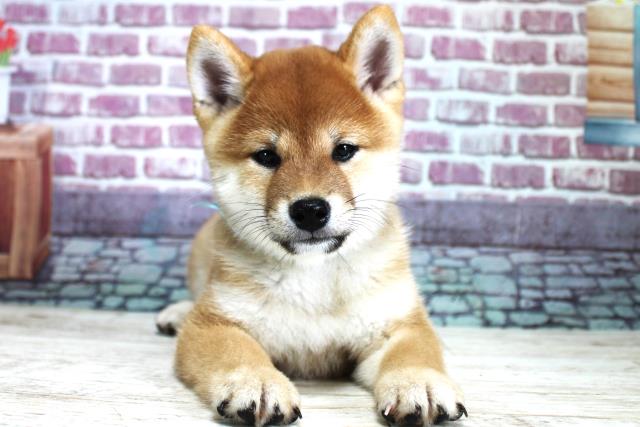 柴犬