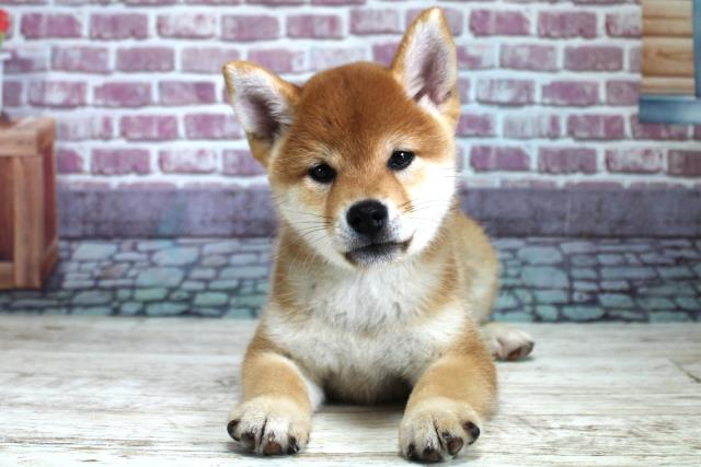 北海道の柴犬 (Coo&RIKU釧路店/2023年9月6日生まれ/男の子/レッド(赤))の子犬
