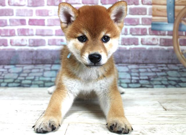 柴犬