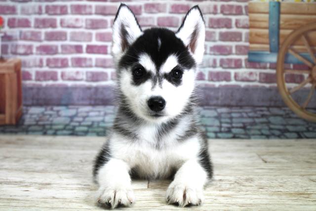 北海道のシベリアンハスキー (Coo&RIKU旭川店/2023年9月9日生まれ/男の子/ブラックホワイト)の子犬
