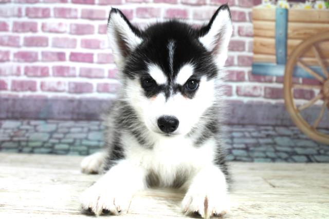 北海道のシベリアンハスキー (Coo&RIKU札幌東店/2023年9月9日生まれ/男の子/ブラックホワイト)の子犬