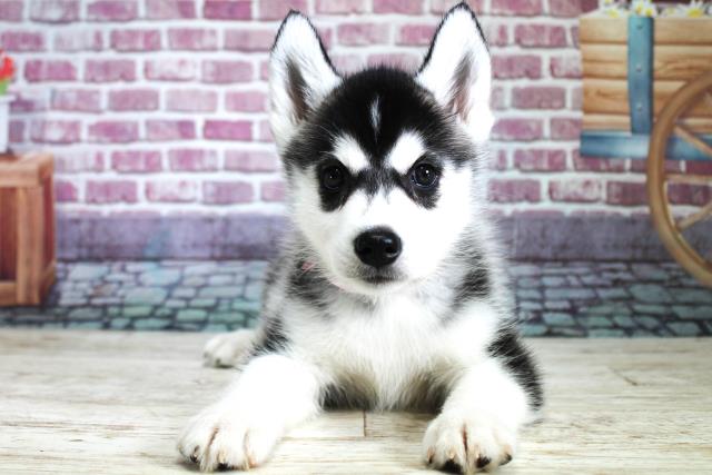 北海道のシベリアンハスキー (Coo&RIKU北見店/2023年9月9日生まれ/女の子/ブラックホワイト)の子犬