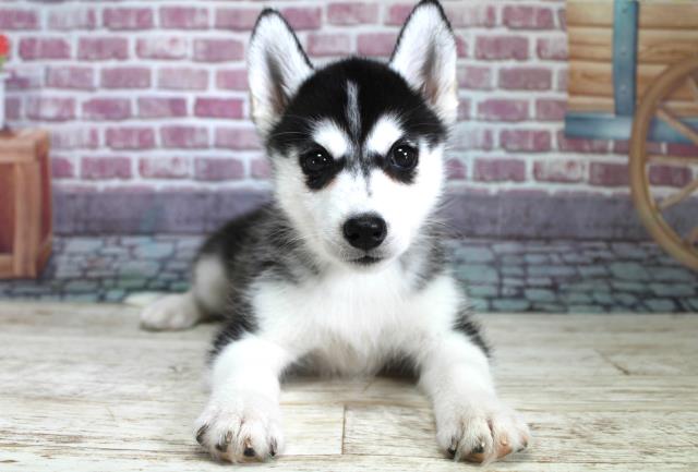 北海道のシベリアンハスキー (Coo&RIKU帯広店/2023年9月9日生まれ/女の子/ブラックホワイト)の子犬