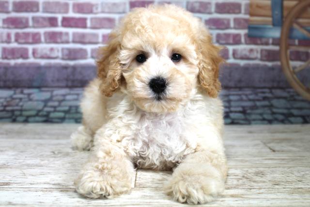 北海道のトイプードル (Coo&RIKU帯広店/2023年9月9日生まれ/男の子/クリーム)の子犬