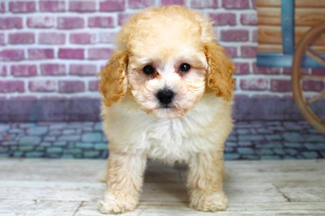 青森県のトイプードル (Coo&RIKU弘前店/2023年9月9日生まれ/男の子/クリーム)の子犬