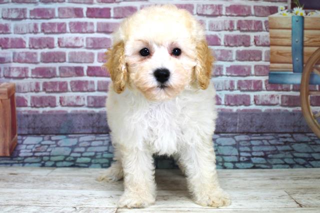 北海道のトイプードル (Coo&RIKU旭川店/2023年9月9日生まれ/女の子/クリーム)の子犬