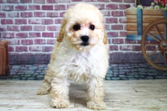 北海道のトイプードル (Coo&RIKU岩見沢店/2023年9月9日生まれ/女の子/クリーム)の子犬