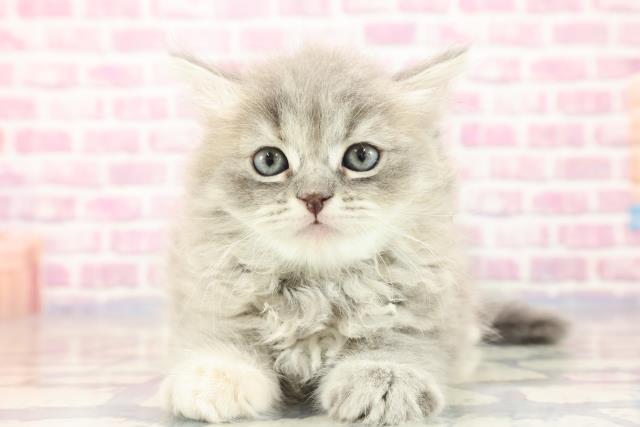 新潟県のサイベリアン (Coo&RIKU上越店/2023年9月9日生まれ/女の子/ブルーパッチドタビー)の子猫