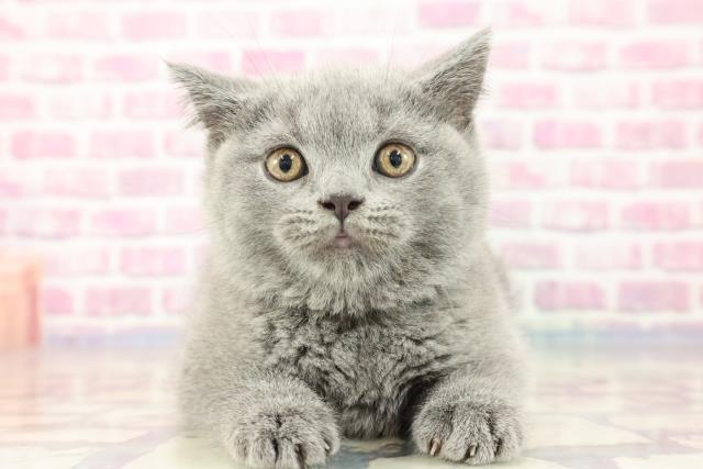 宮城県のブリティッシュショートヘアー (Coo&RIKU石巻店/2023年9月8日生まれ/女の子/ブルー)の子猫