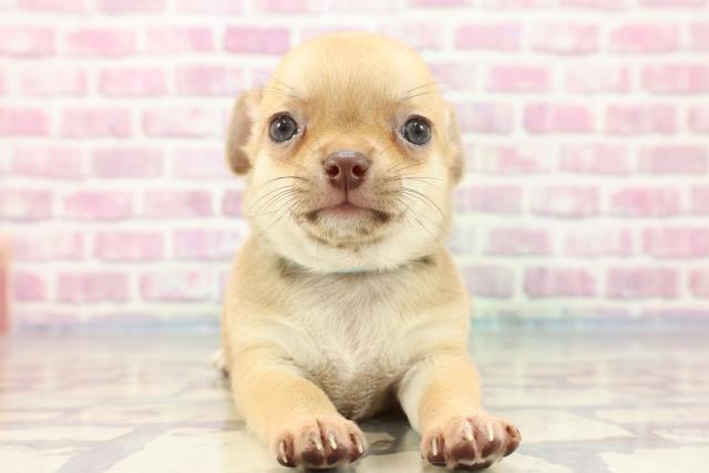 福井県のチワワ(スムース) (Coo&RIKU福井店/2023年9月10日生まれ/男の子/フォーン)の子犬