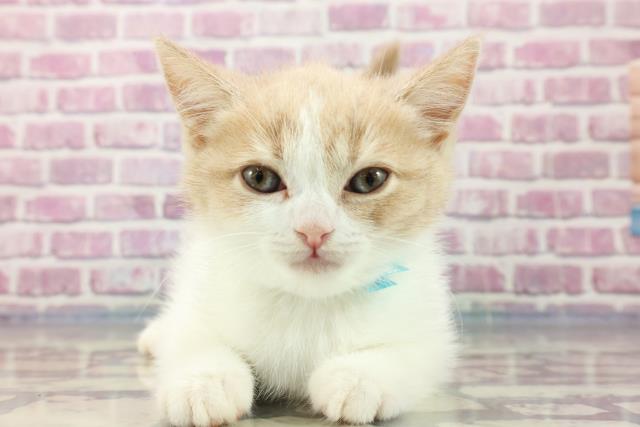 群馬県のブリティッシュショートヘアー (Coo&RIKU前橋店/2023年9月8日生まれ/男の子/クリームタビーホワイト)の子猫