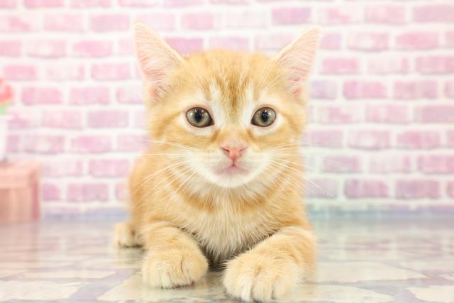 沖縄県のアメリカンショートヘアー (Coo&RIKUイオン北谷店/2023年9月8日生まれ/女の子/レッドタビー)の子猫