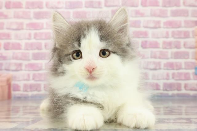広島県のノルウェージャンフォレストキャット (Coo&RIKU東広島店/2023年9月7日生まれ/男の子/ブルータビーホワイト)の子猫