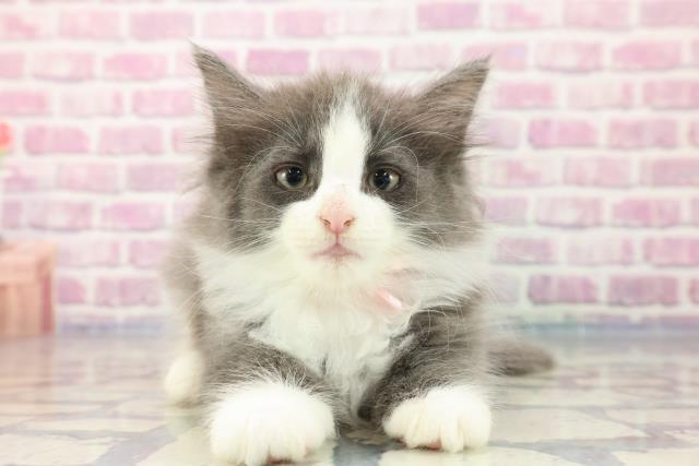 神奈川県のノルウェージャンフォレストキャット (Coo&RIKU江の島店/2023年9月7日生まれ/女の子/ブルータビーホワイト)の子猫