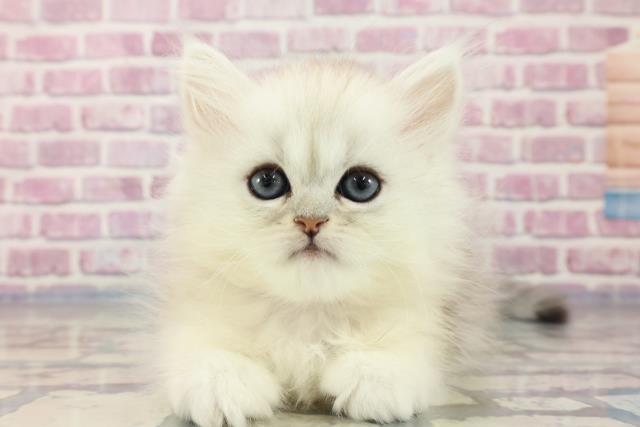 東京都のペルシャ (Coo&RIKU中野サンモール店/2023年9月9日生まれ/女の子/チンチラシルバー)の子猫