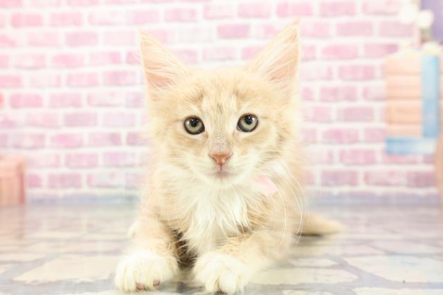 千葉県のメインクーン (Coo&RIKU市原店/2023年9月9日生まれ/女の子/クリームタビーホワイト)の子猫