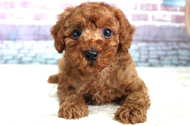 青森県のトイプードル (Coo&RIKU青森店/2023年9月10日生まれ/男の子/レッド(赤))の子犬