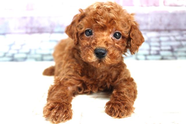 北海道のトイプードル (Coo&RIKU北見店/2023年9月10日生まれ/男の子/レッド(赤))の子犬