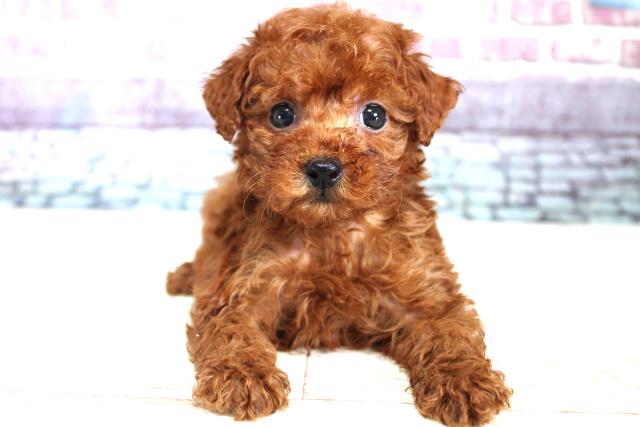 北海道のトイプードル (Coo&RIKU札幌西店/2023年9月10日生まれ/女の子/レッド(赤))の子犬