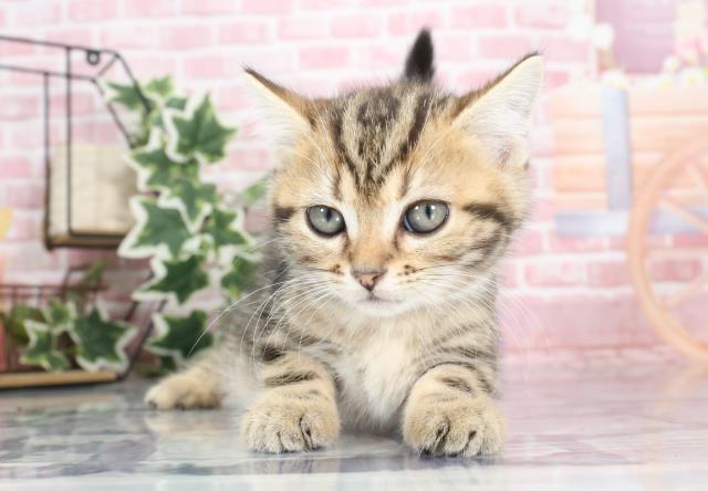 宮崎県のアメリカンショートヘアー (Coo&RIKU宮崎店/2023年9月5日生まれ/男の子/ブラウンタビー)の子猫