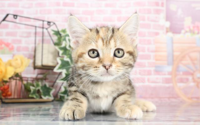 東京都のアメリカンショートヘアー (Coo&RIKU浅草店/2023年9月5日生まれ/女の子/ブラウンタビー)の子猫