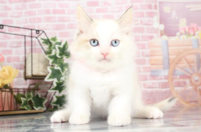 鹿児島県のラグドール (Coo&RIKU鹿児島店/2023年9月4日生まれ/女の子/ブルークリームポイント)の子猫