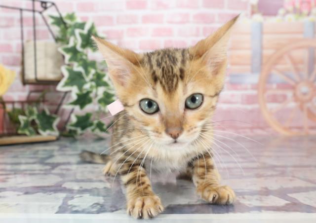 宮崎県のベンガル (Coo&RIKU宮崎店/2023年8月12日生まれ/女の子/ブラウンスポットタビー)の子猫